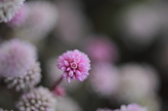 いないいないまりこ