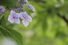 ありふれた午後