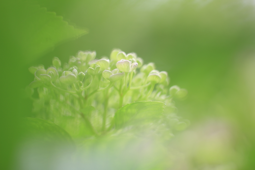 雨上がりの朝に