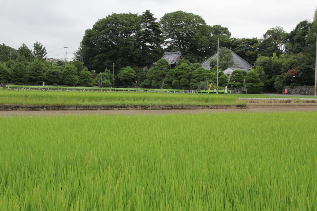 日本の夏