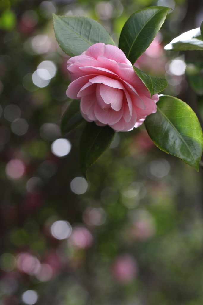 花　風　光