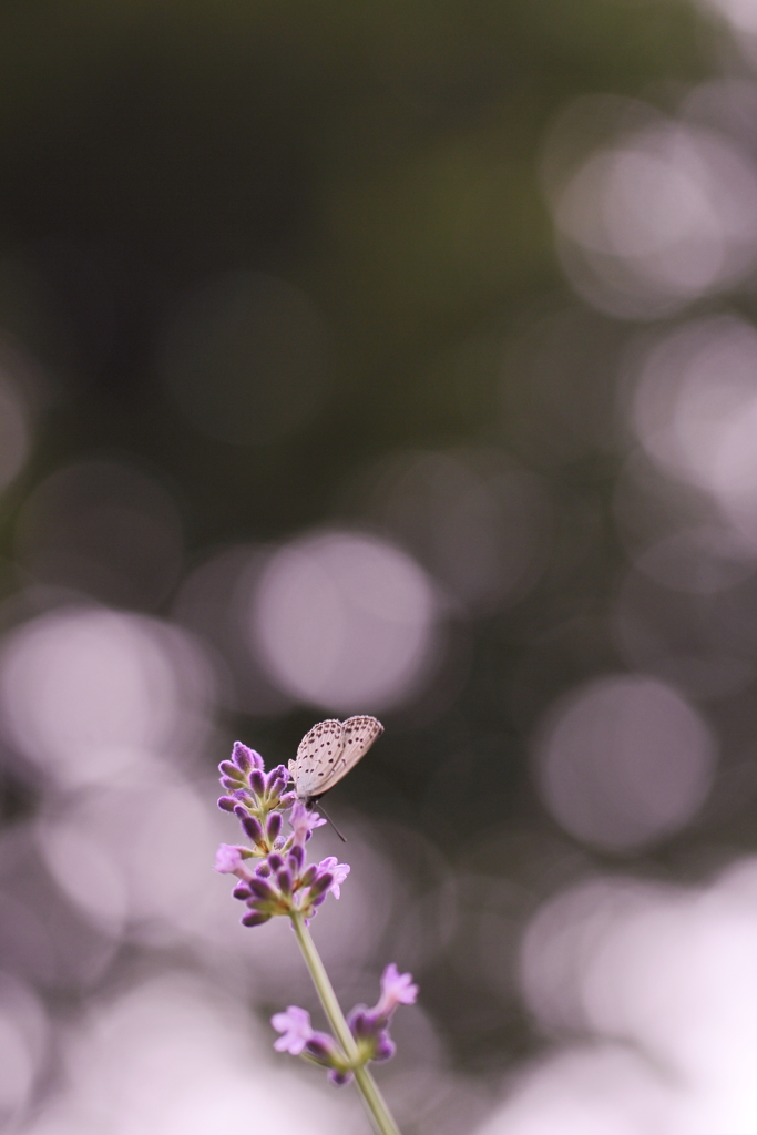 雨上がりの花たちへ