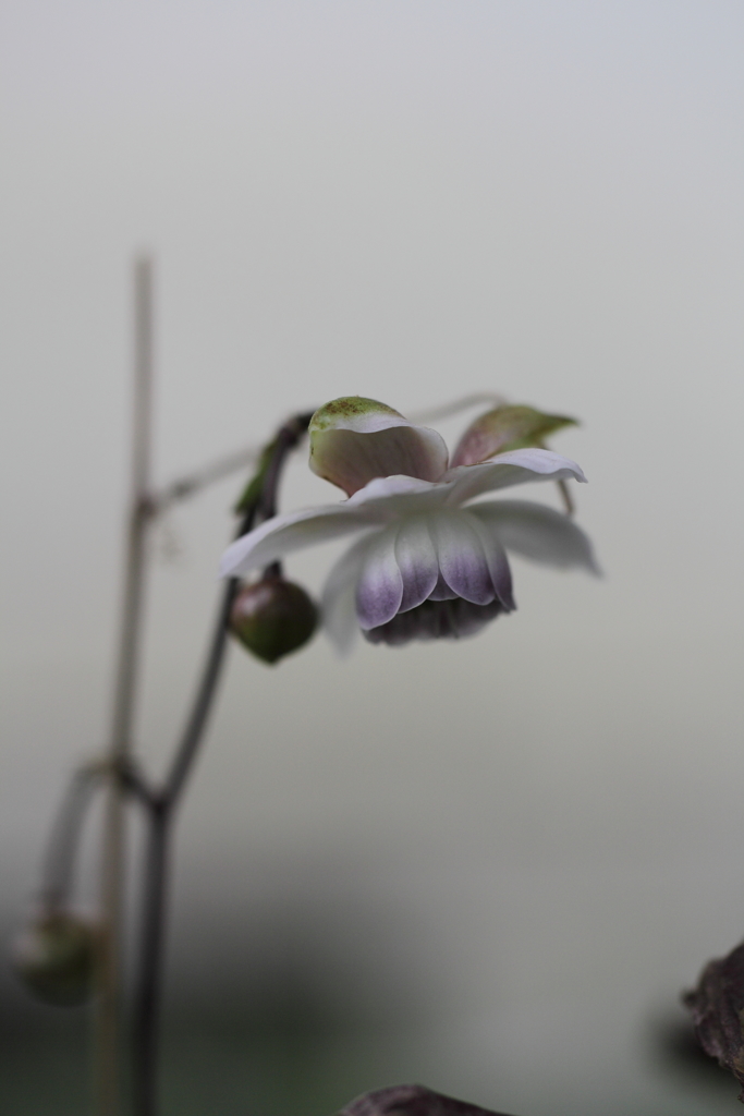 夏の終わりを憂いて。