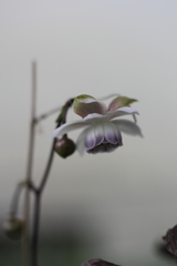 夏の終わりを憂いて。