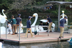 白鳥さん、いらっしゃい♪