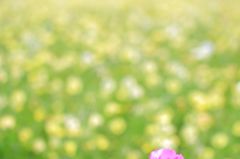 ちょっとだけよ