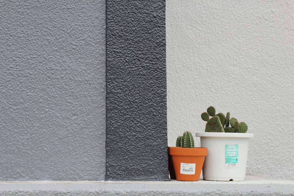 さぼてんさん。