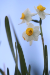 凛として
