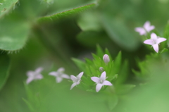 七つ星ができるまで