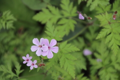 家族になろうよ