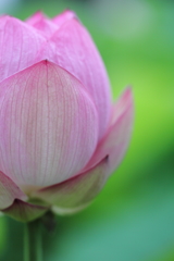 夏のときめき。