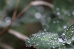 雨の贈り物。