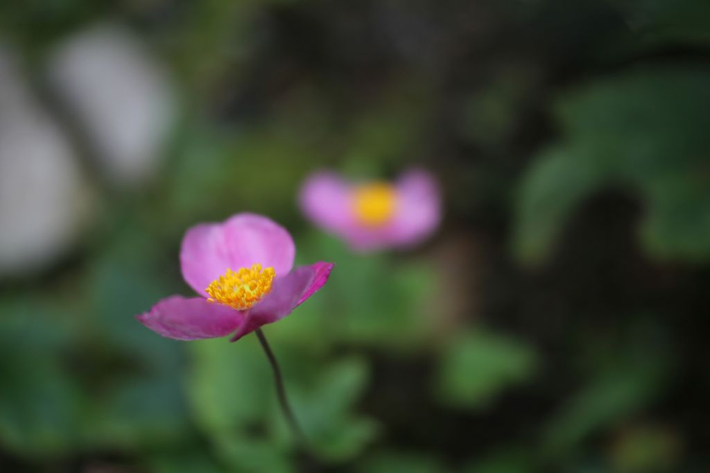 見果てぬ夢に