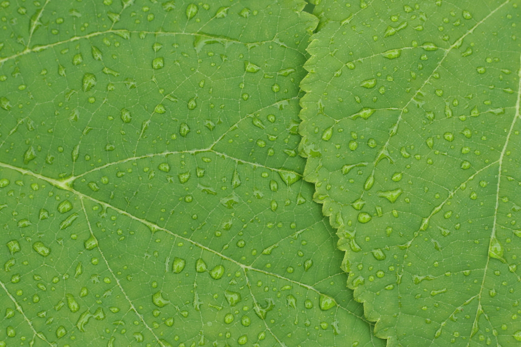 雨模様