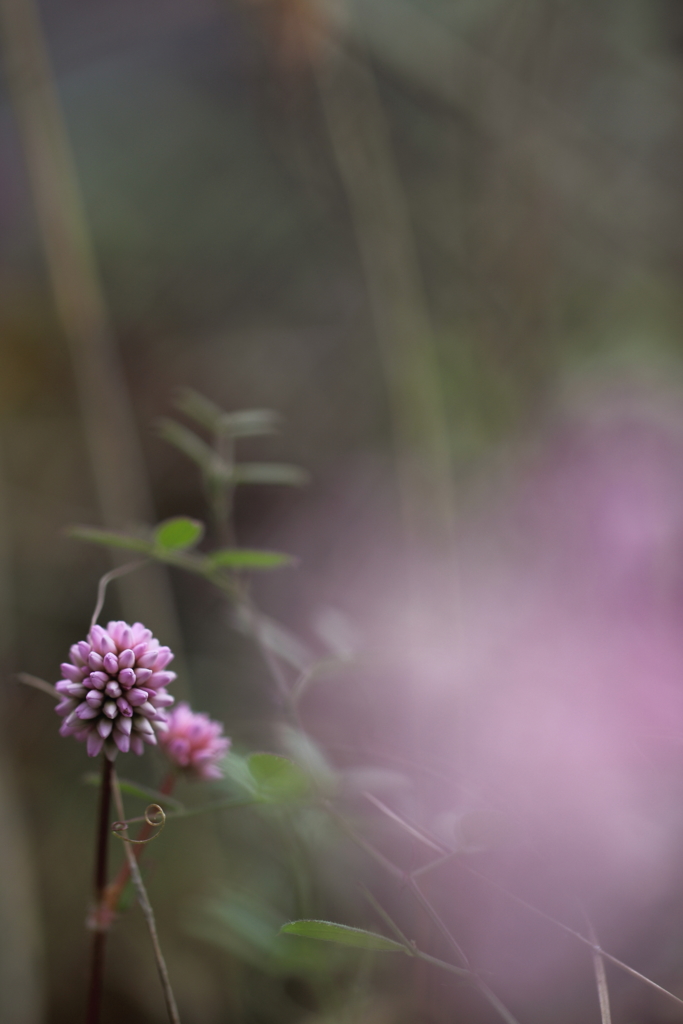 まりこの影法師。