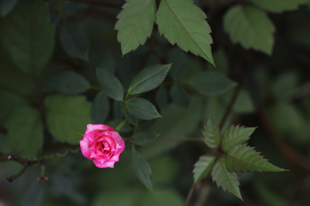 薔薇の似合う人。