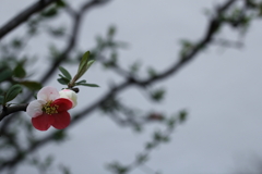 紅白花合戦