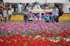 チューリップ!!