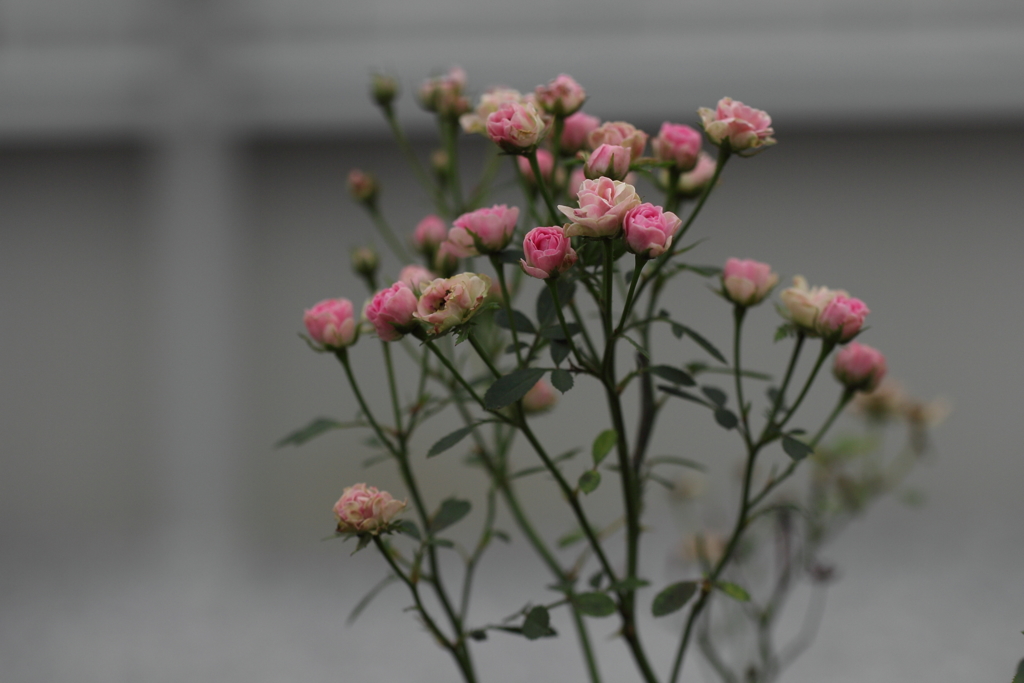 ちっちゃな薔薇を花束にして。