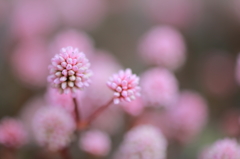 まりこのささやき