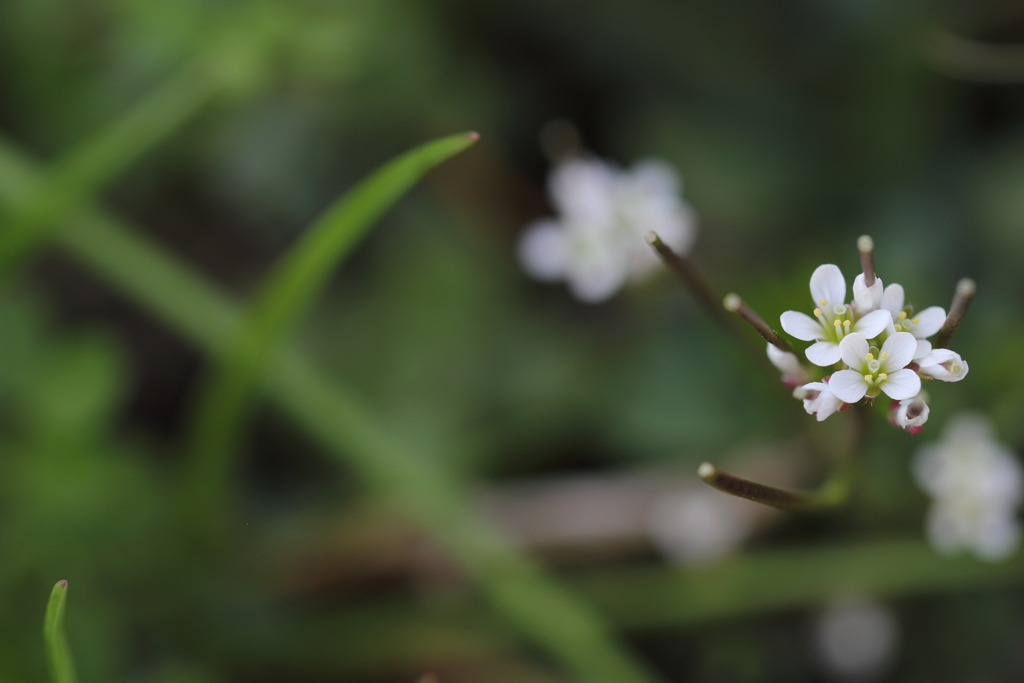 頑張ってるの。