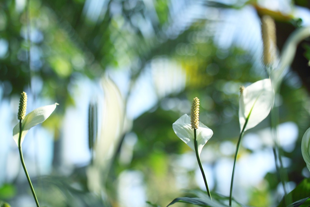 おしゃべりな花たちへ