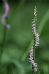 乱れそめにし。