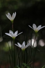 ヒカリアツメテ