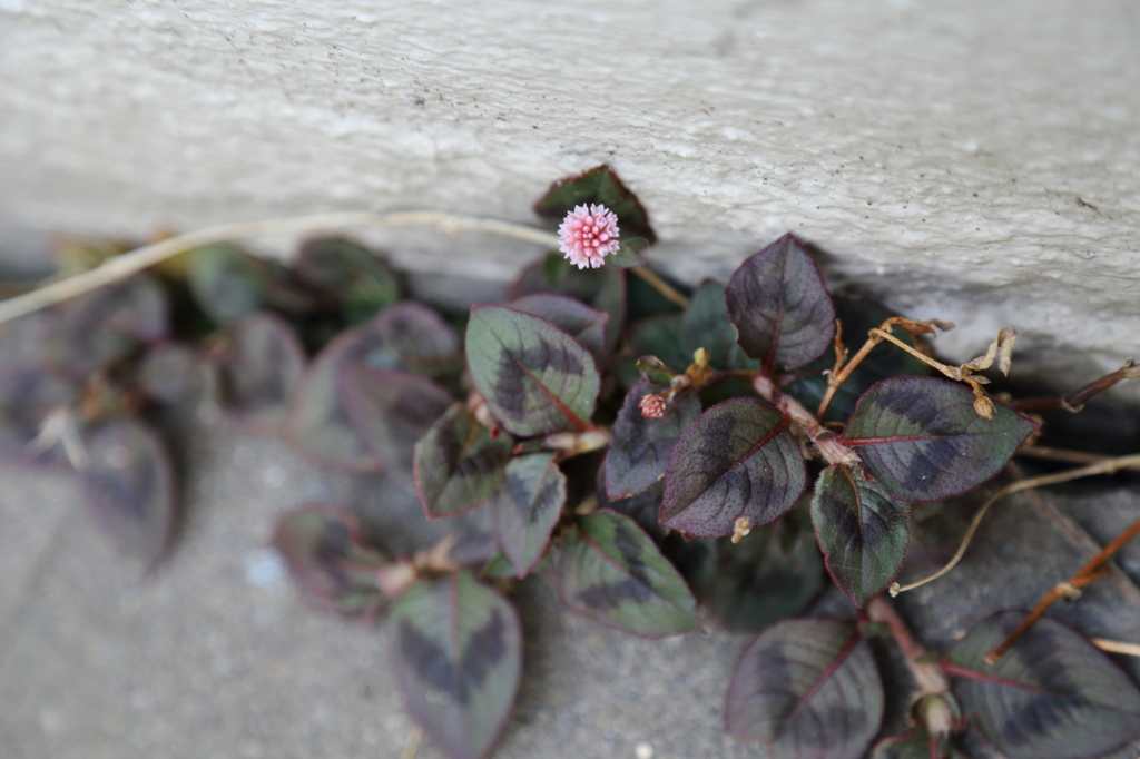 まりこのこんにちは
