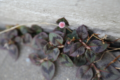 まりこのこんにちは