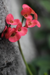 おしゃべりな花たち