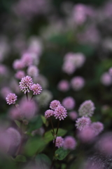 まりこの夢芝居