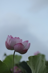 あなたの声が聞きたいの。