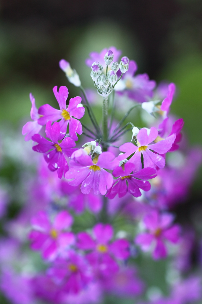 花一途