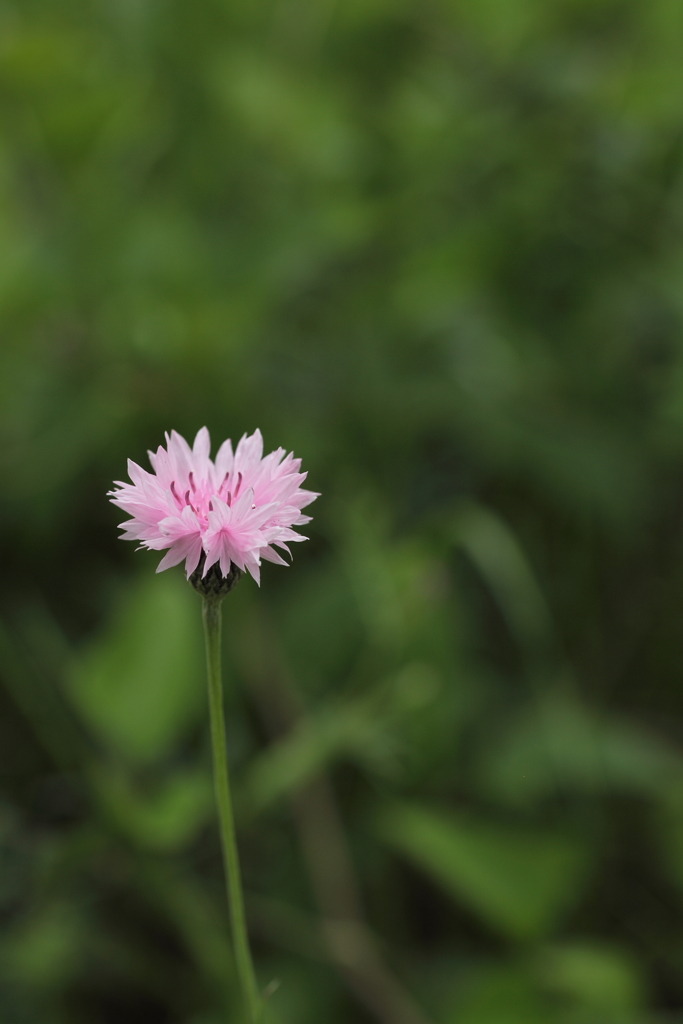くるくるまわる。