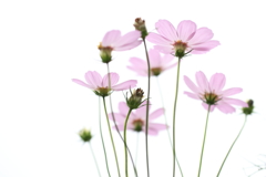 アシタハハレル。