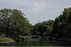 緑の森の橋の上