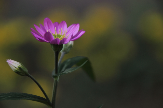 君以外見えない