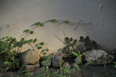 ただの岩その2