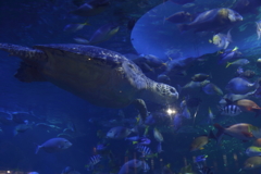 僕らの海。