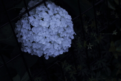 もしこの星に生まれたとして