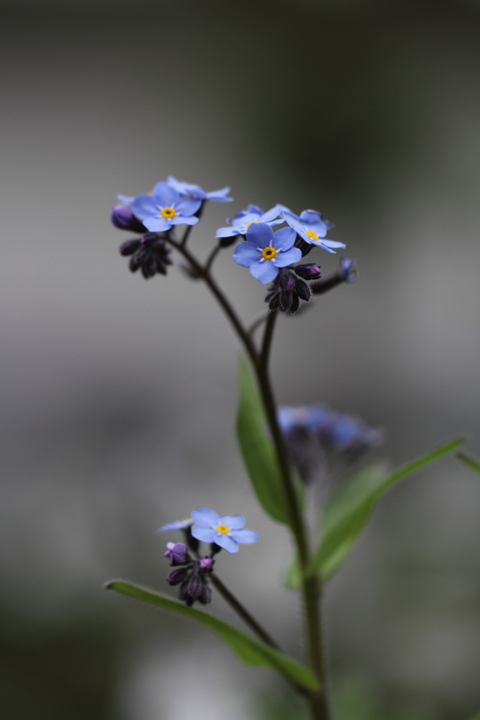 Forget Me Not.