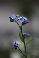 Forget Me Not.