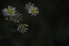 あきらめないで