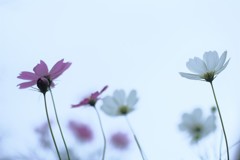 風になりたい。