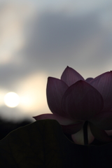 希望という名の光。