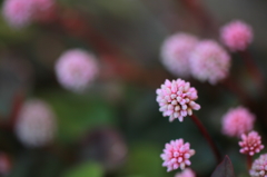 まりこと遊ぼう