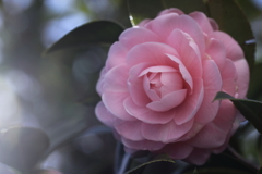 まことのこころ