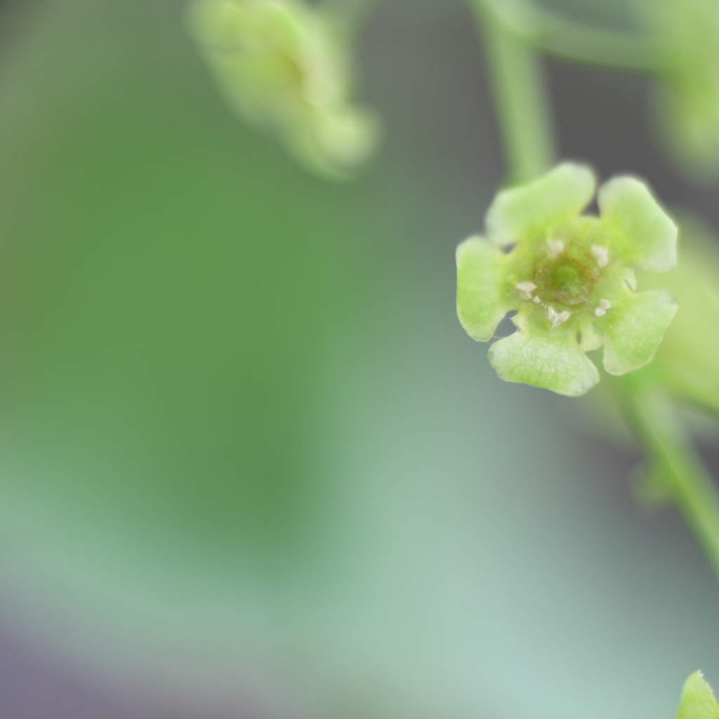 地味な花。ですけど何か?
