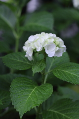 hydrangea,hydrangea